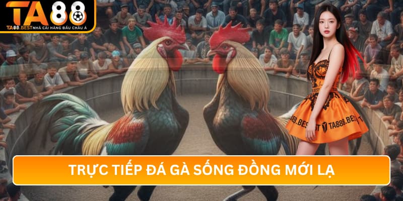 Đá Gà TA88: Trực Tiếp Đá Gà Sống Đồng Mới Lạ