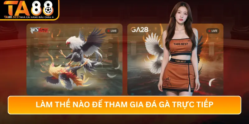 Làm Thế Nào Để Tham Gia Đá Gà Trực Tiếp Tại TA88?