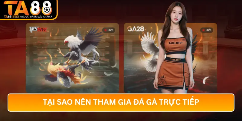 Tại Sao Nên Tham Gia Đá Gà Trực Tiếp Tại TA88?