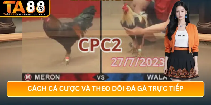 Cách Cá Cược Và Theo Dõi Đá Gà Trực Tiếp Tại TA88
