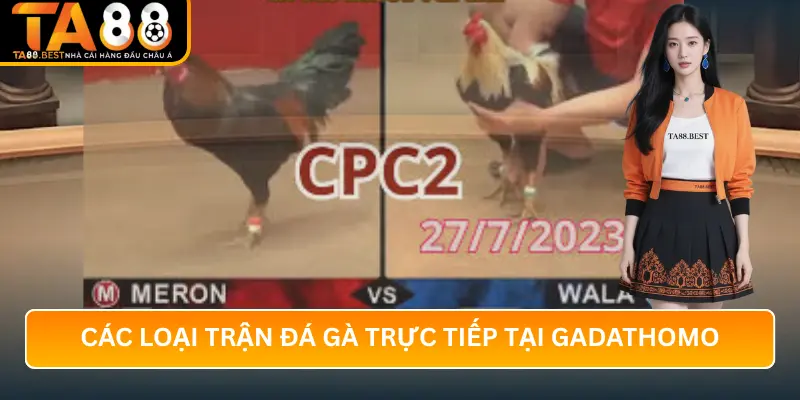 Các Loại Trận Đá Gà Trực Tiếp tại Gadathomo và TA88